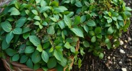 wild greens provide seasonal vitamins