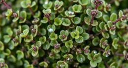 wild oregano antimicrobial preparations