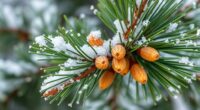winter pines edible tips