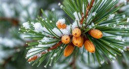 winter pines edible tips