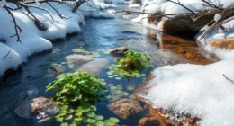 winter watercress safety