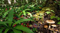 assumed food scarcity misconception