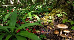 assumed food scarcity misconception