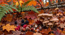 autumn foraging s hidden strength