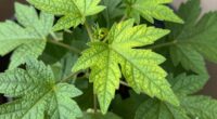 capture clear plant details