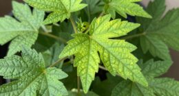 capture clear plant details