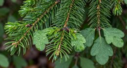 choosing the best needle tea