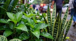 common plants are safer