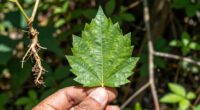 common survival plant errors