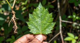common survival plant errors