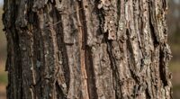 consuming tree bark during hardships