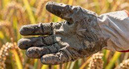 cut resistant leather gloves