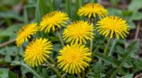 dandelions are edible year round