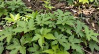 depleting accessible plant resources