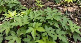 depleting accessible plant resources