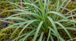 dock s dependable wild food