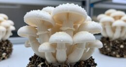 ease of mushroom cultivation