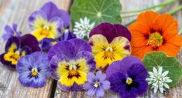 edible flowers for foraging