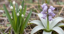 edible versus toxic bulbs