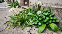 edible weeds for neglected areas