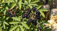 elderberry s enduring herbal relevance