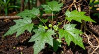 essential plants for survival