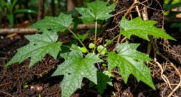 essential plants for survival