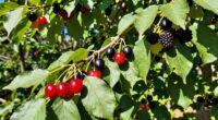 exploring wild foods through trees