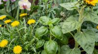 familiar plants surpass exotic remedies