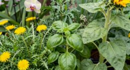 familiar plants surpass exotic remedies