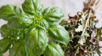 freshness preserves plant quality