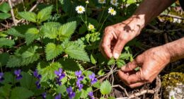 herbal ethics and foraging