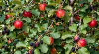hidden edible tree varieties