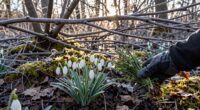 hidden seasonal foraging opportunities