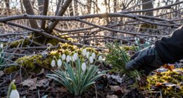 hidden seasonal foraging opportunities