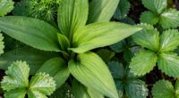 identify edible plant families