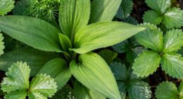 identify edible plant families