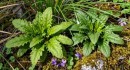 identify edible plants easily