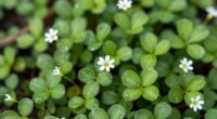 identify young chickweed plants