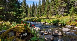 identifying edible wild plants