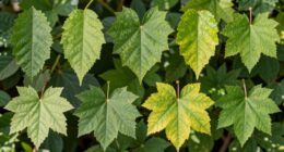 leaf shape aids identification