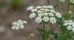 medicinal aromatic healing versatile