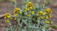 mullein s herbal significance history