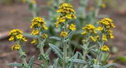 mullein s herbal significance history