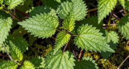 nutrient rich wild plant