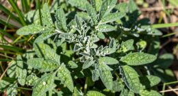 nutritional versatile wild greens