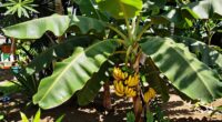 nutritious versatile backyard crop