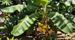 nutritious versatile backyard crop