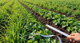 patch size impacts harvest