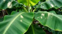 plantain s versatile uses